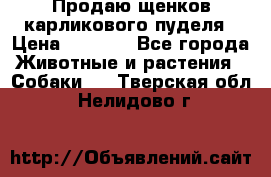 Продаю щенков карликового пуделя › Цена ­ 2 000 - Все города Животные и растения » Собаки   . Тверская обл.,Нелидово г.